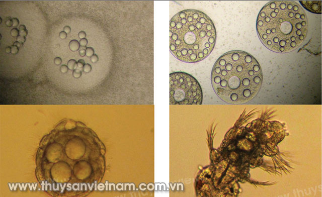 Hình 3.3: Một số giai đoạn phát triển của phôi và ấu trùng rươi:  a) trứng bị chết; b) trứng thụ tinh; c) trochophore; d) nectochaeta